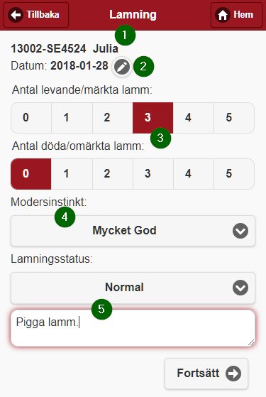 Bild från sidan Visning av lamning i mobil