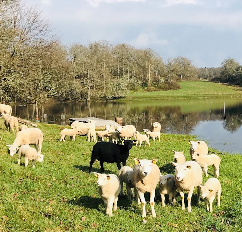 Fårflock vid vatten