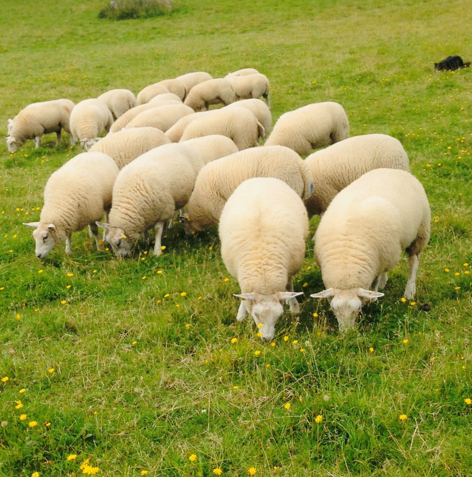 Flock på bete