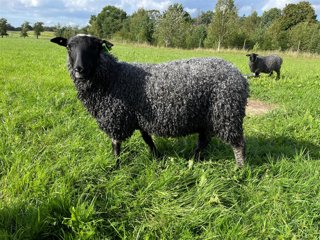 Foto av djuret