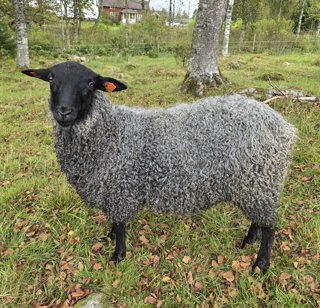 Foto av djuret