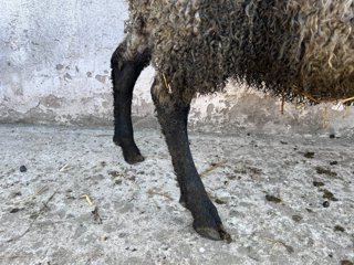 Foto av djuret