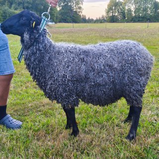 Foto av djuret