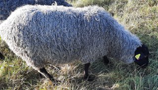 Foto av djuret