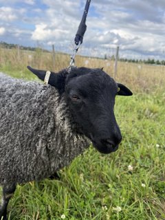 Foto av djuret