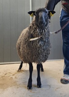 Foto av djuret
