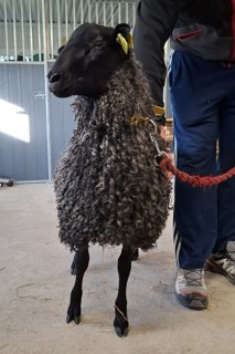 Foto av djuret