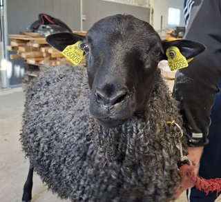 Foto av djuret